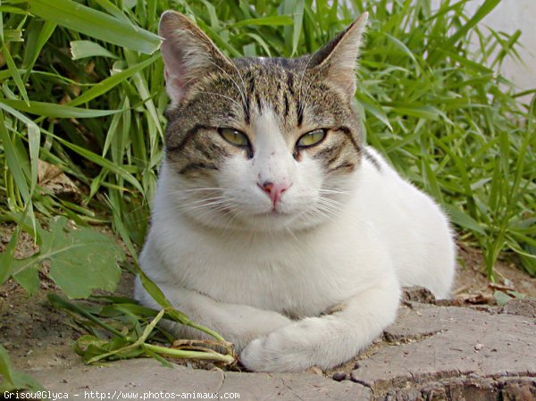 Photo de Chat domestique