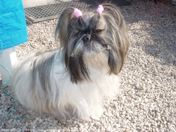 Photo de Shih tzu