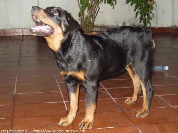 Photo de Rottweiler