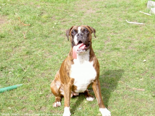 Photo de Boxer