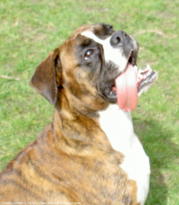 Photo de Boxer