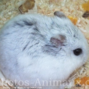 Photo de Hamster