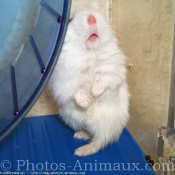 Photo de Hamster