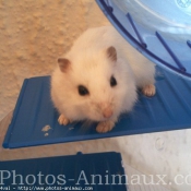 Photo de Hamster