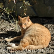 Photo d'European shorthair