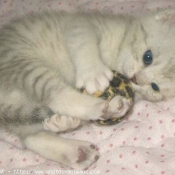 Photo de British shorthair