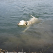 Photo de Labrador retriever