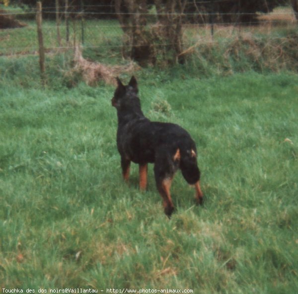 Photo de Berger de beauce