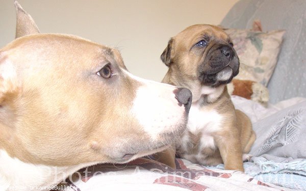 Photo d'American staffordshire terrier