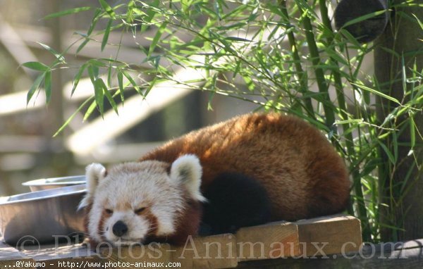 Photo de Panda roux