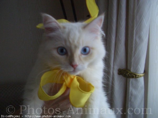 Photo de Ragdoll