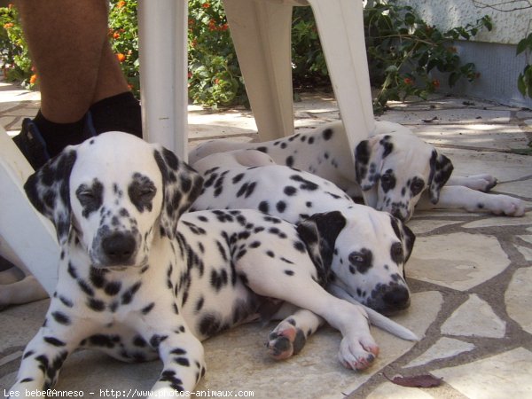 Photo de Dalmatien