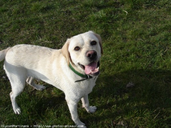 Photo de Labrador retriever