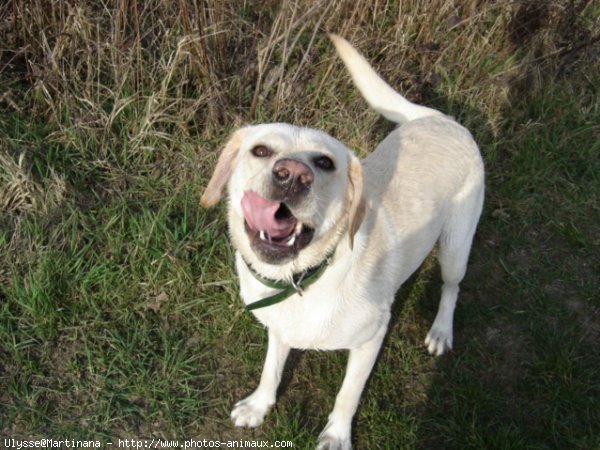 Photo de Labrador retriever