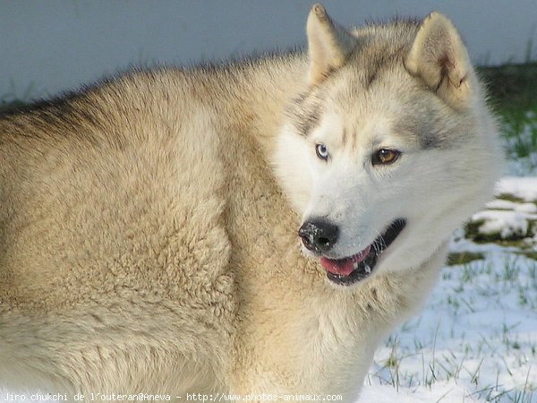 Photo de Husky siberien