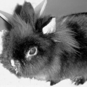 Photo de Lapin