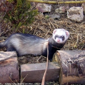 Photo de Furet