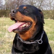 Photo de Rottweiler