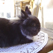 Photo de Lapin