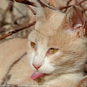 Photo de Chat domestique