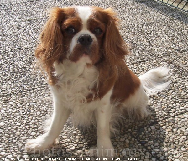 Photo de Cavalier king charles spaniel