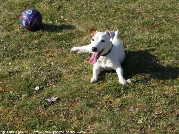 Photo de Jack russell terrier