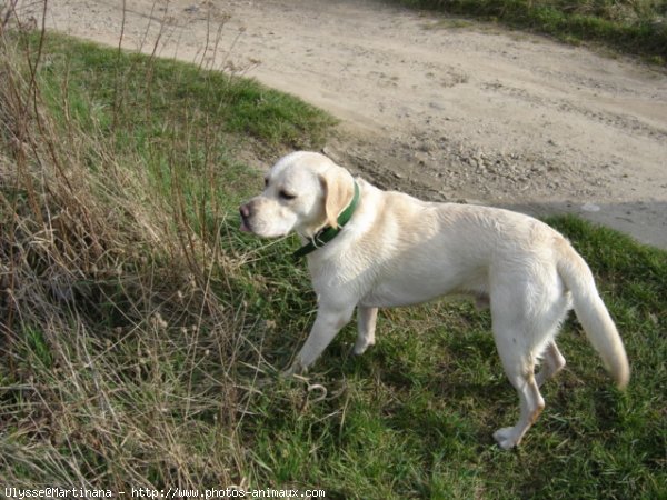 Photo de Labrador retriever