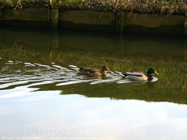 Photo de Canard