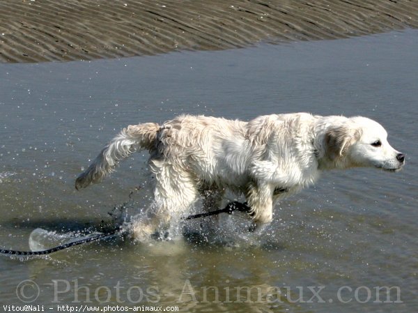 Photo de Golden retriever