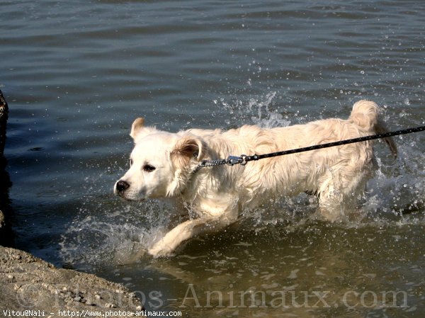 Photo de Golden retriever