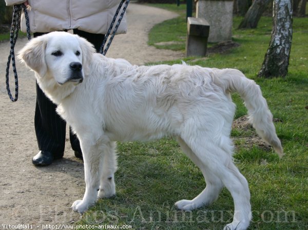 Photo de Golden retriever