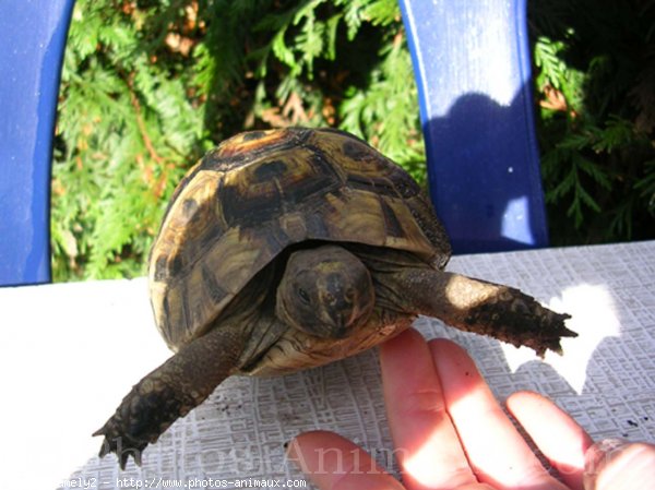 Photo de Tortue