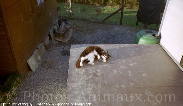 Photo de Chat domestique