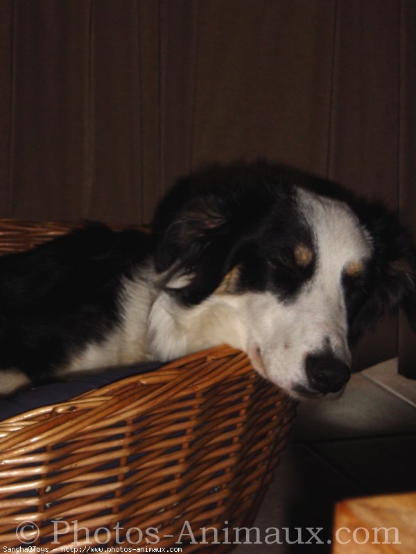 Photo de Border collie