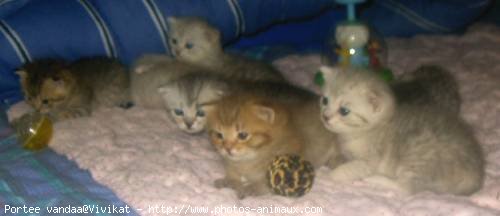 Photo de British shorthair