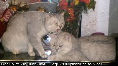 Photo de British shorthair