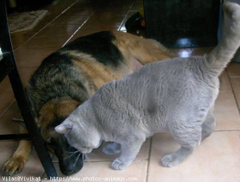 Photo de British shorthair