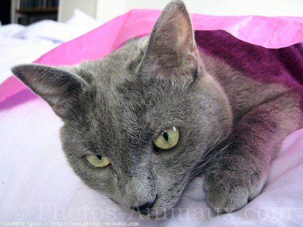 Photo de Chartreux