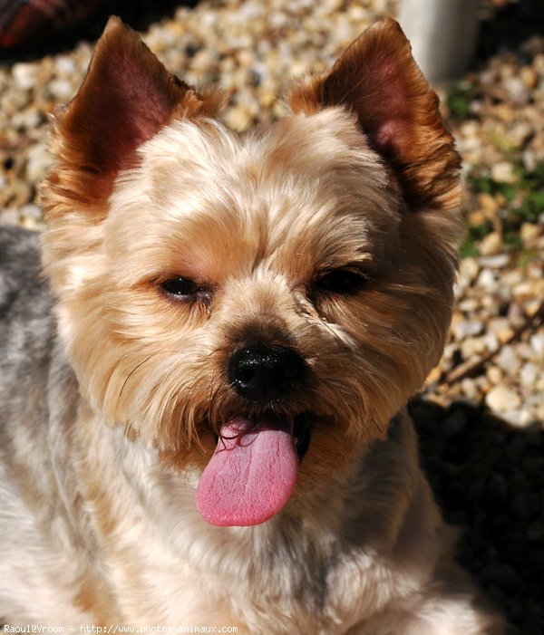 Photo de Yorkshire terrier