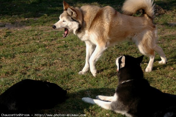 Photo de Husky siberien