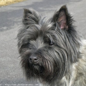 Photo de Cairn terrier