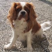 Photo de Cavalier king charles spaniel