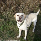 Photo de Labrador retriever