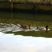 Photo de Canard