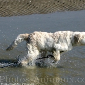 Photo de Golden retriever