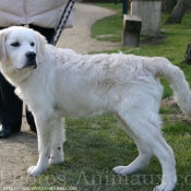 Photo de Golden retriever