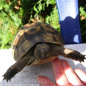 Photo de Tortue