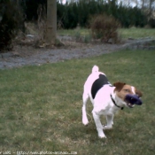 Photo de Jack russell terrier