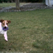 Photo de Jack russell terrier