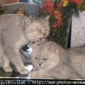 Photo de British shorthair